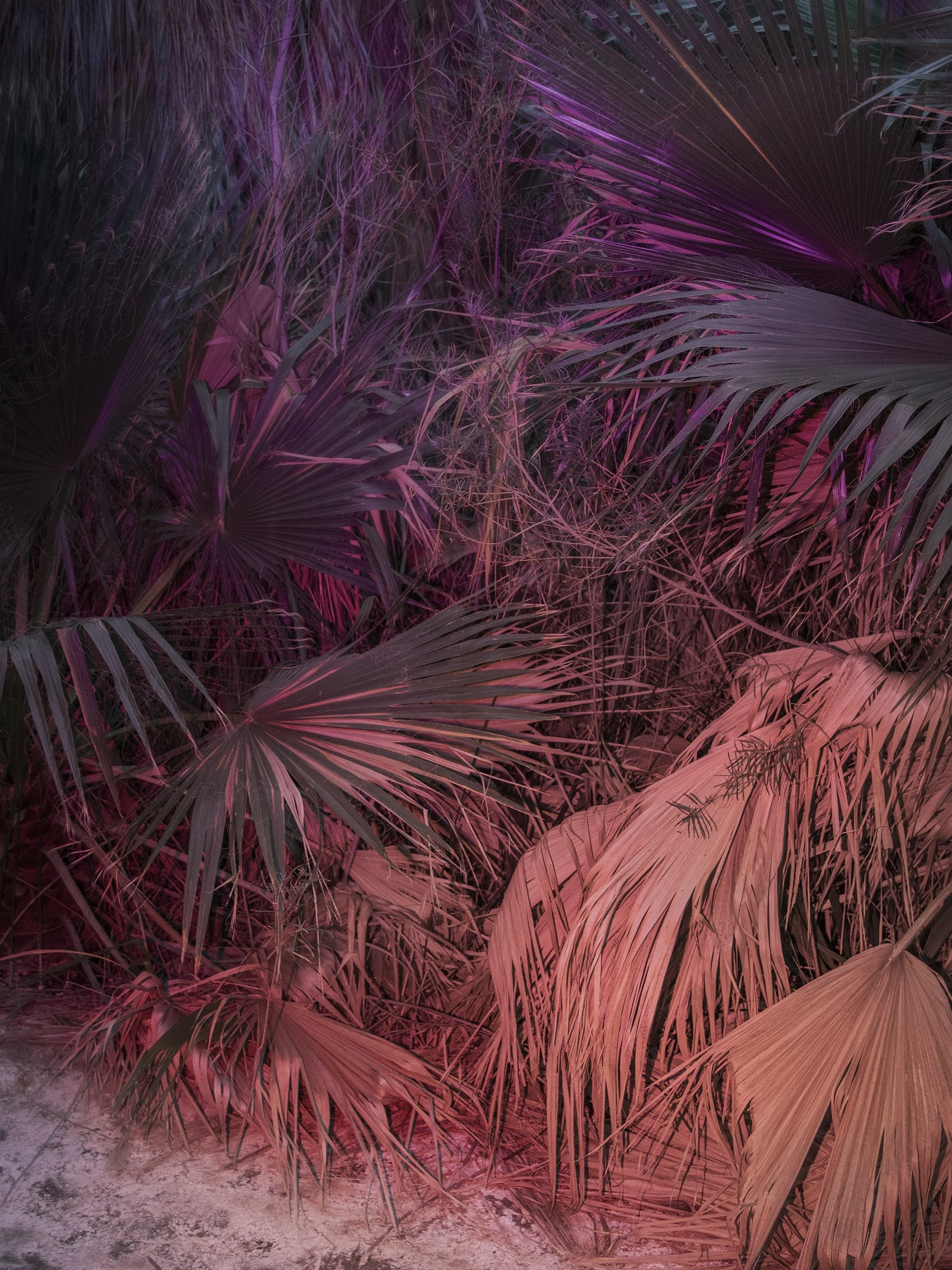 Various tropical leaves illuminated in pink and purple lighting, with a concrete ground at the bottom.