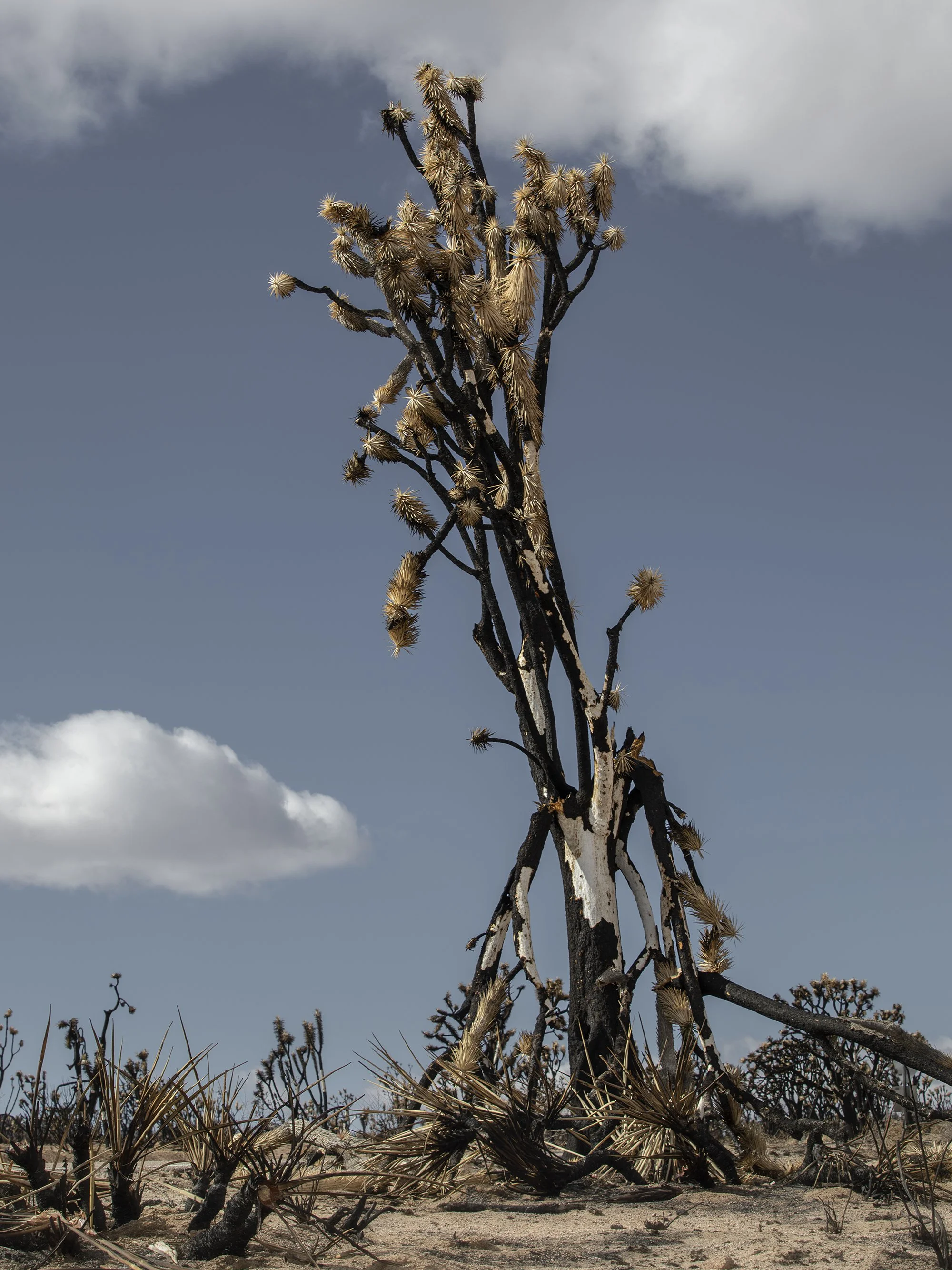 Dry desert landscape with a large, dead, leafless Yucca plant in the foreground, a partly cloudy sky in the background.