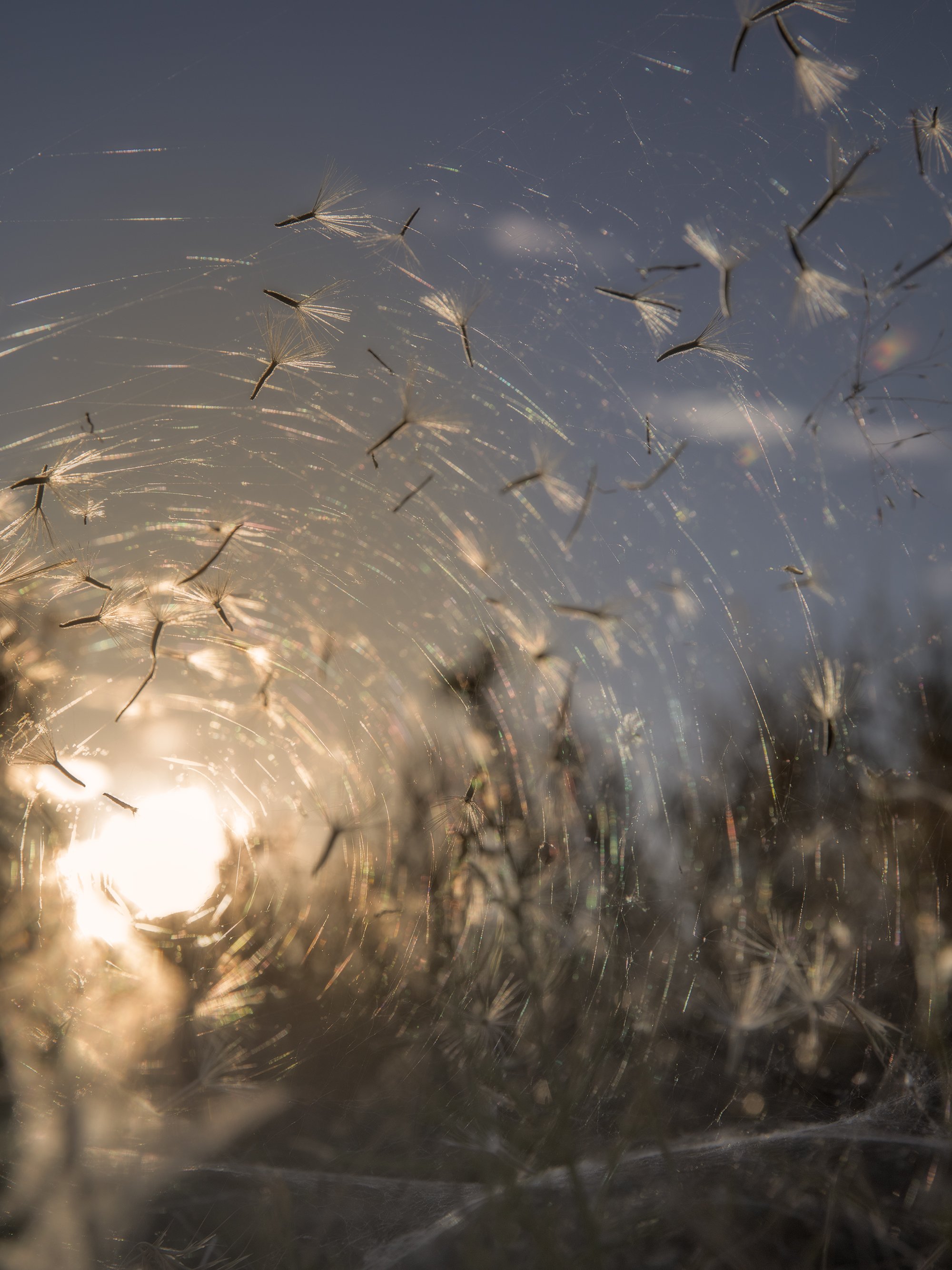 Close-up of a dandelion puff with sunlight shining through, creating a sparkling effect.