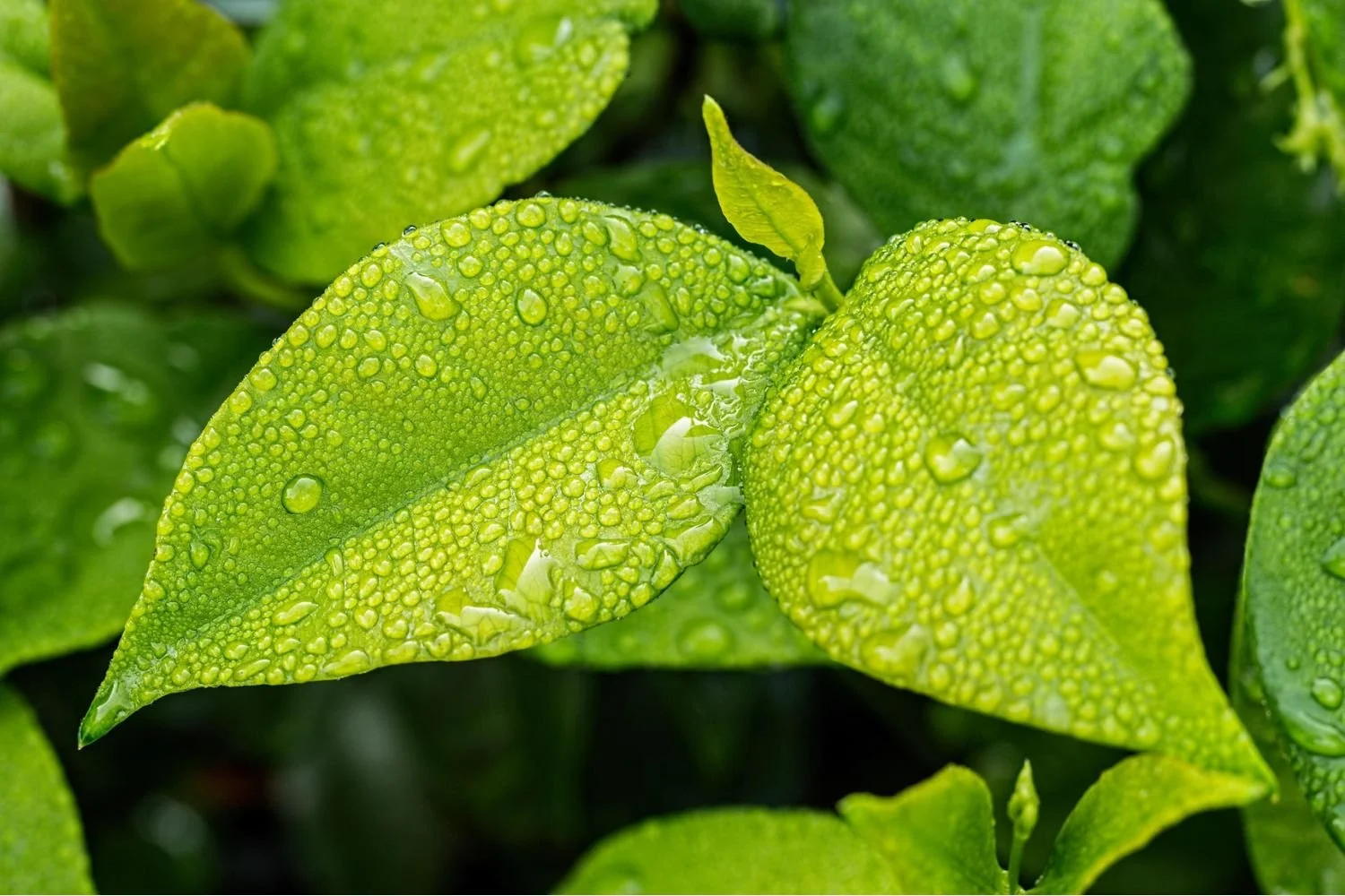 Close-up of green leaves covered in water droplets.
