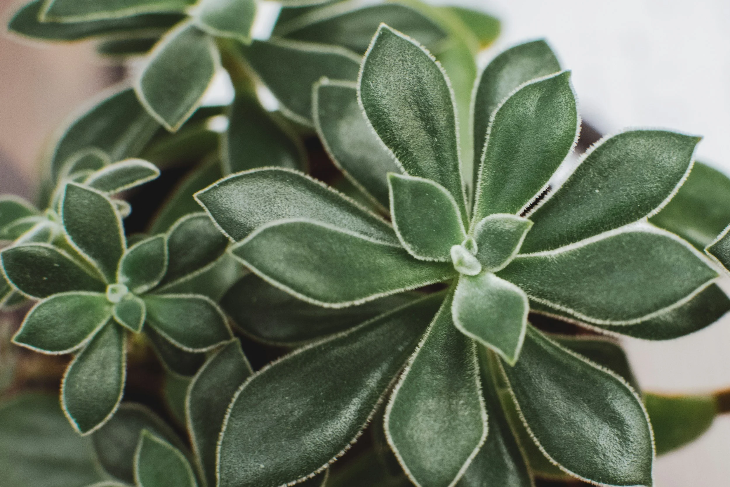 Close-up of a green succulent plant with fuzzy leaves that have white edges.