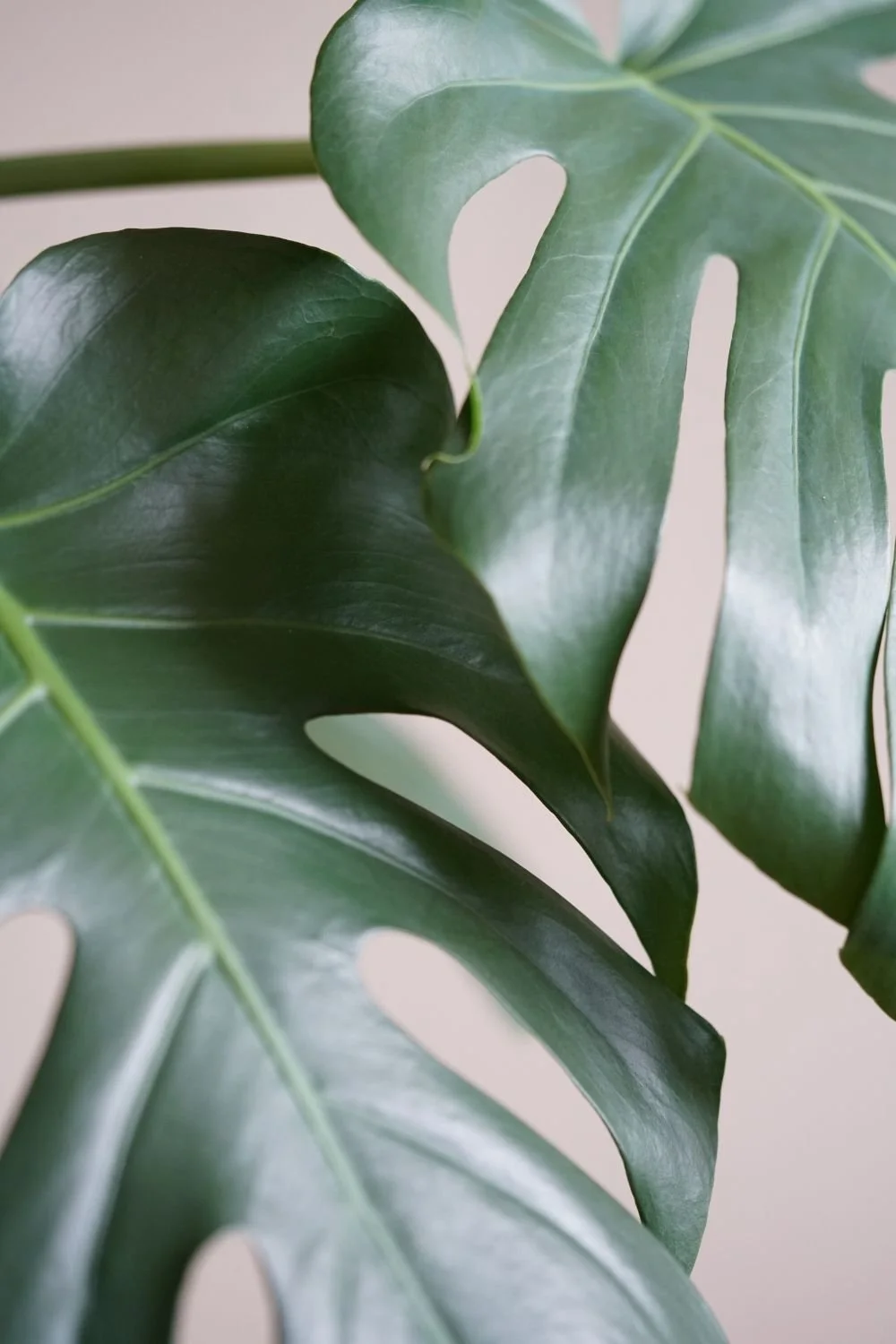 Close-up of green Monstera leaves with characteristic slits and glossy surface.