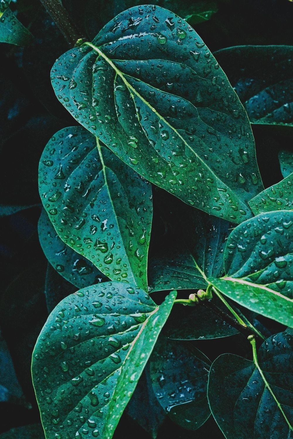 Close-up of dark green leaves with water droplets on them.