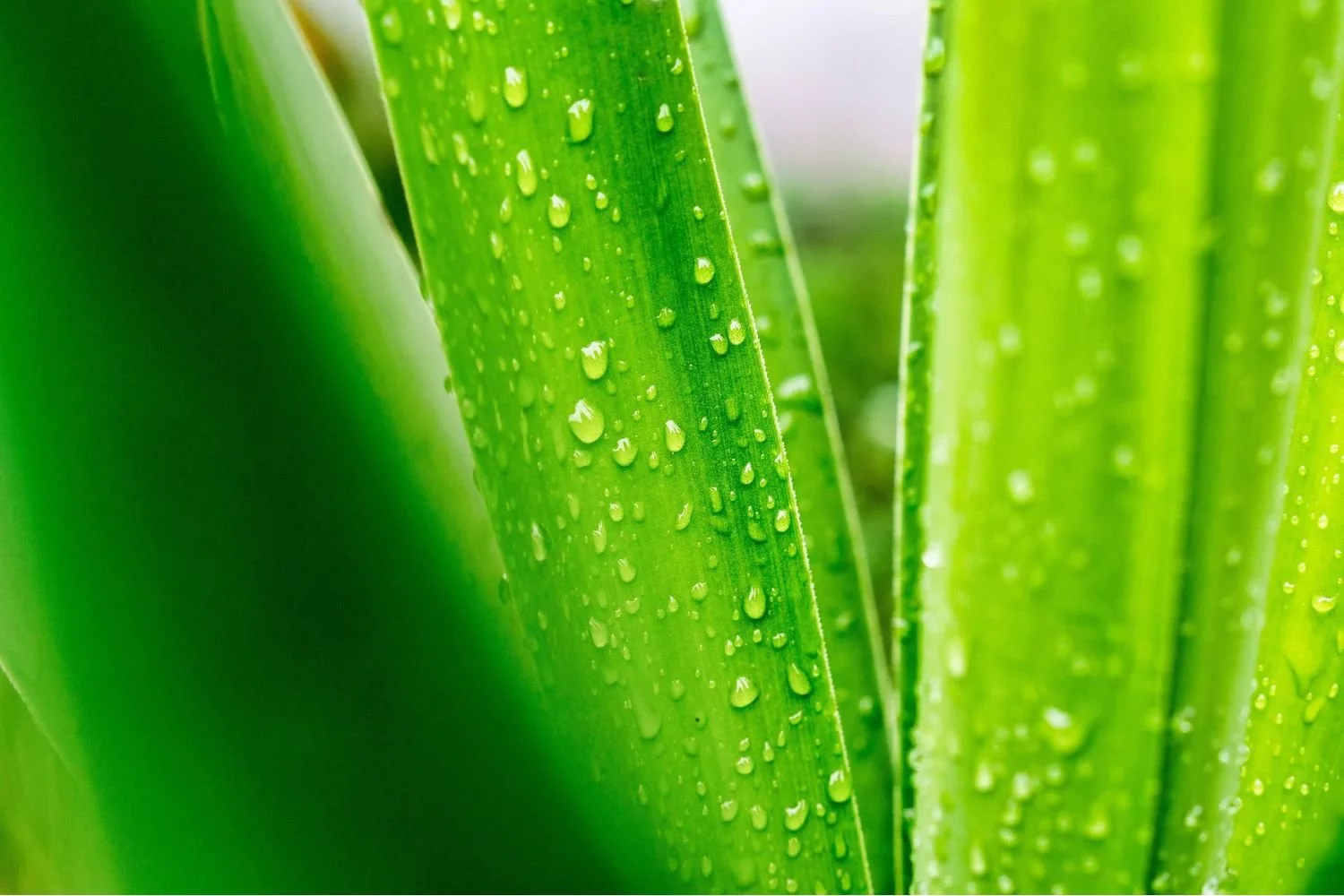 Close-up of green plant leaves with water droplets on the surface.
