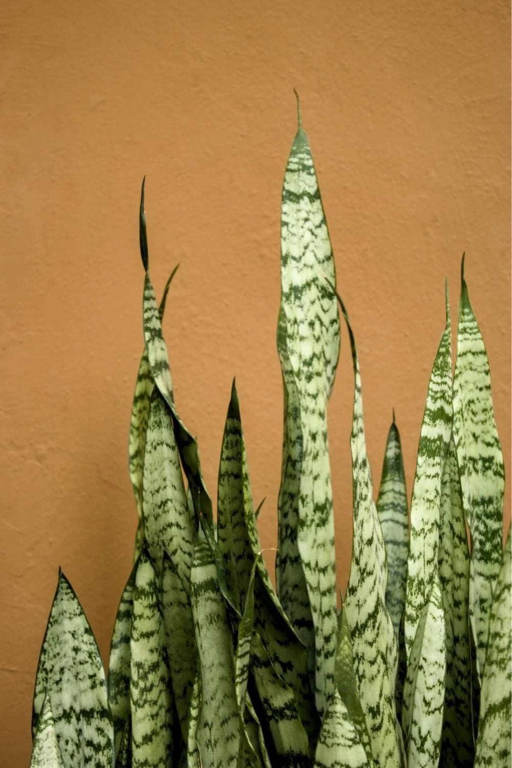 Close-up of tall, pointed green and white variegated snake plants against an orange wall.