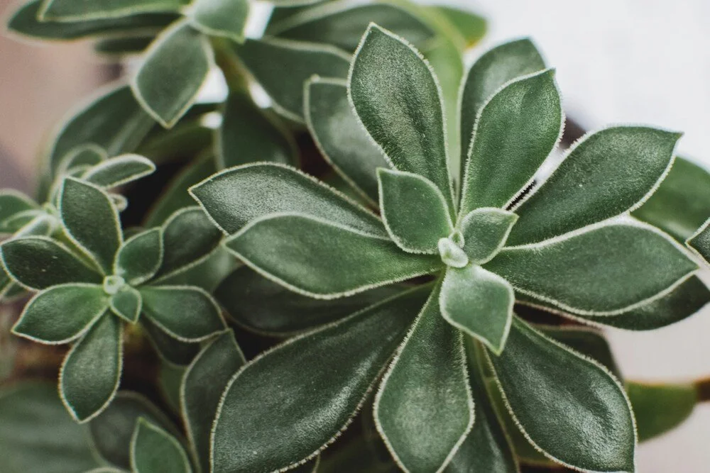 Close-up of a green succulent plant with fuzzy, velvety leaves outlined in white.