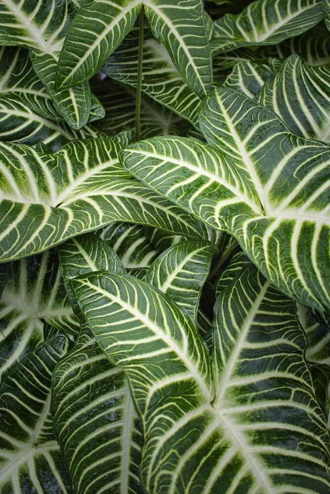 Close-up of lush green leaves with prominent white veins.
