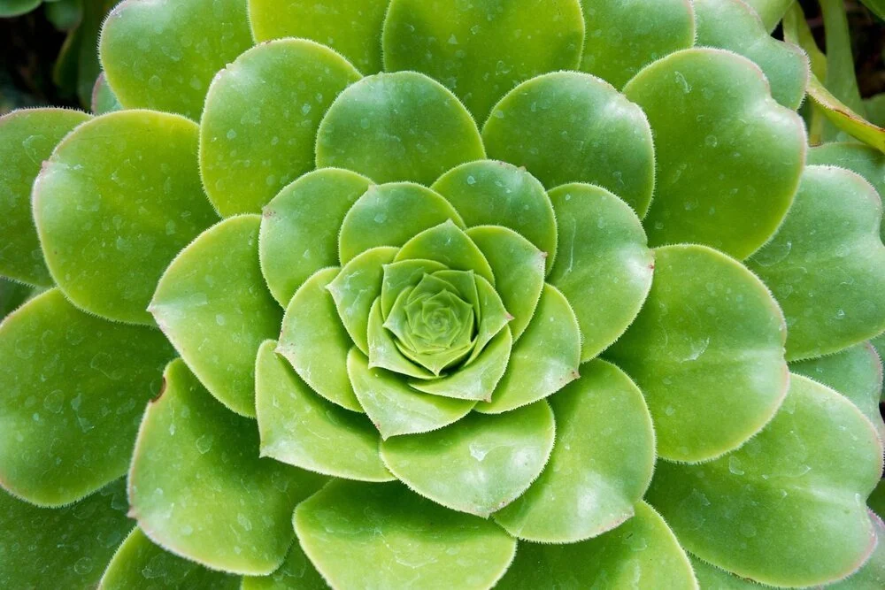 Close-up of a green succulent plant with rosette-shaped leaves.