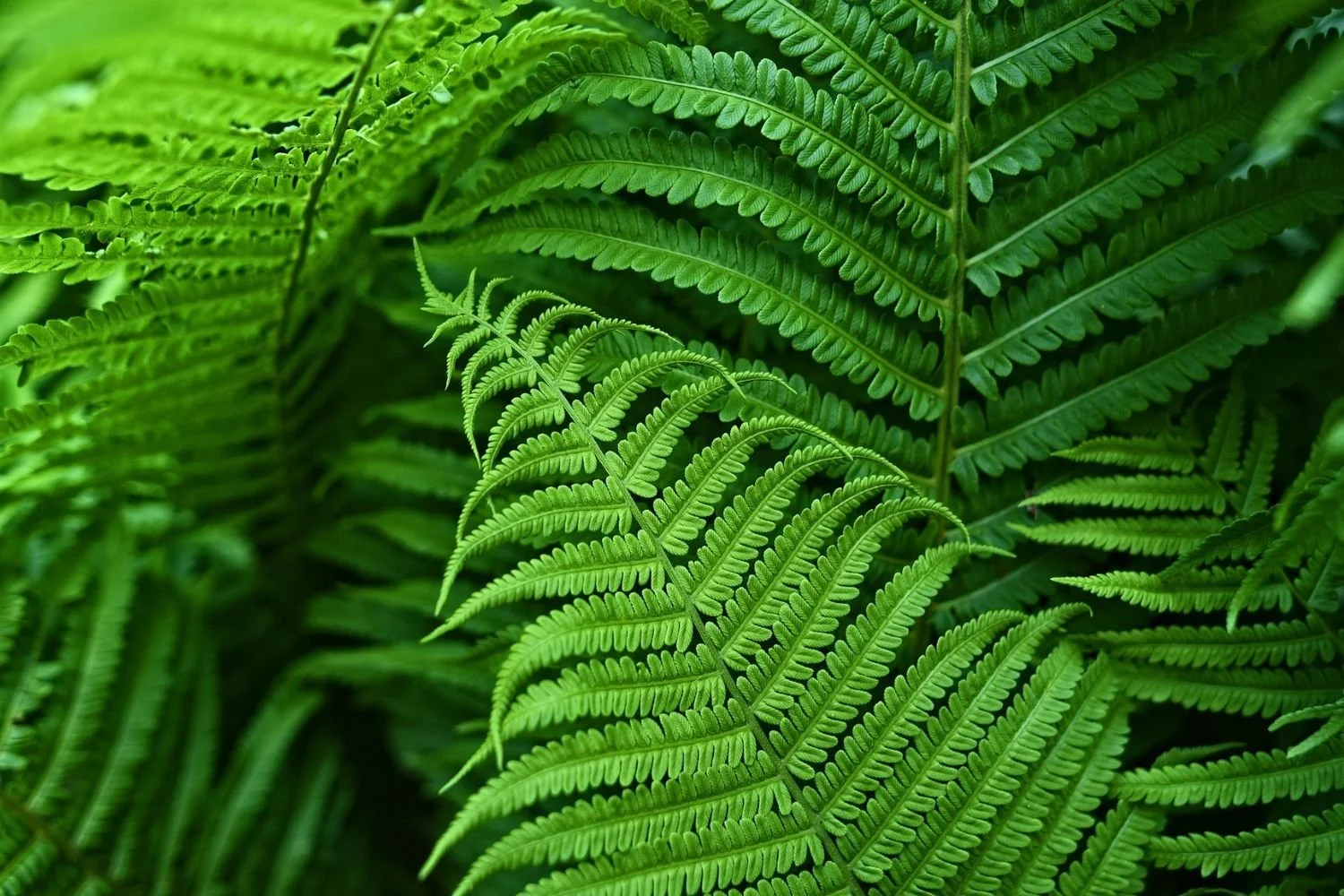 Close-up of green fern leaves with intricate detailing and vibrant color.