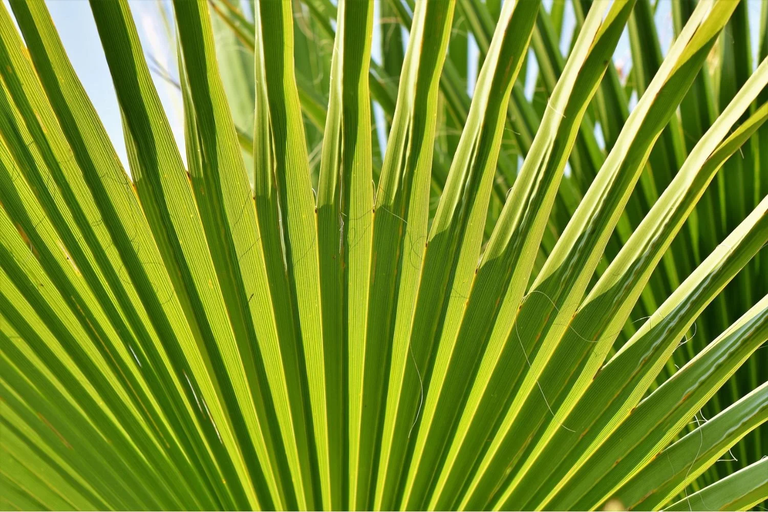 Close-up of green palm leaves with sunlight shining through.