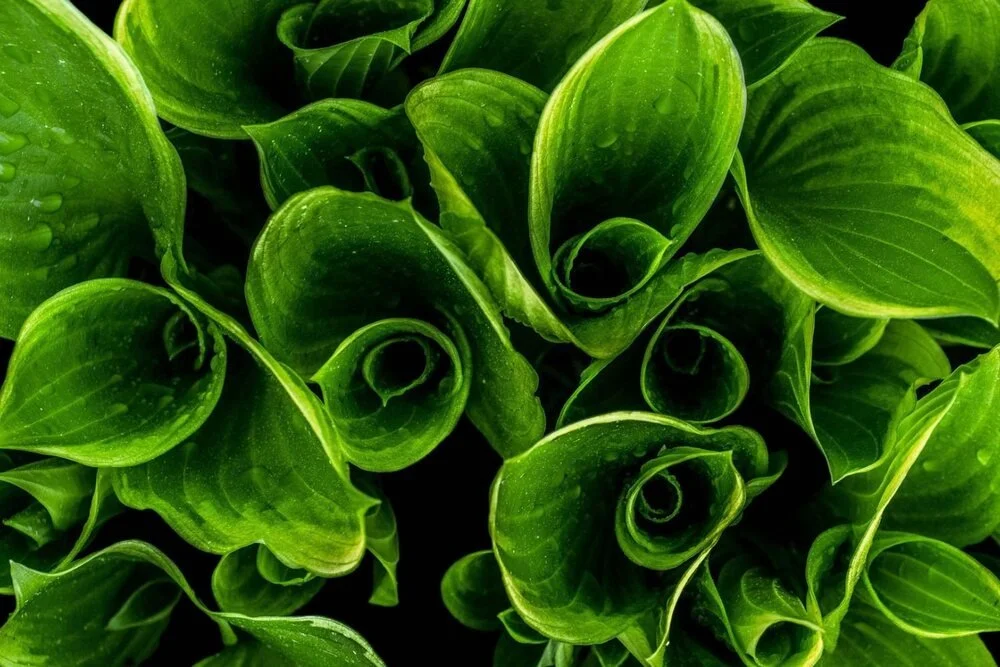 Close-up of green, curled and layered leaves with water droplets.
