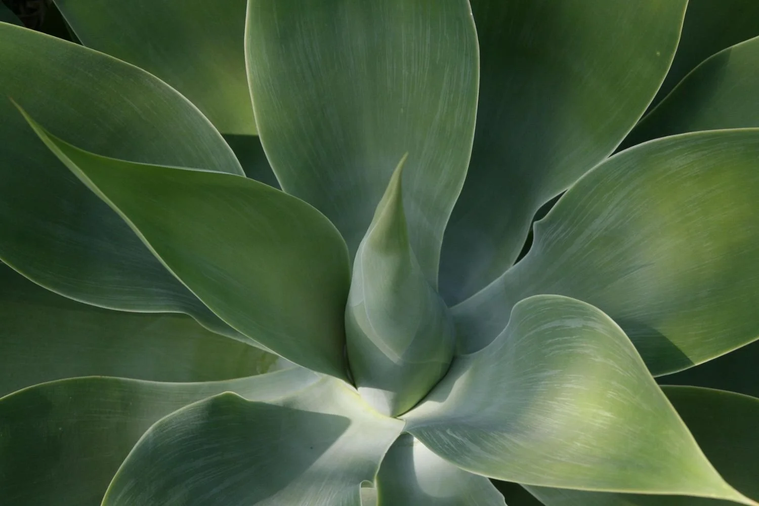 Close-up of a green agave plant with broad, fleshy leaves radiating outwards.