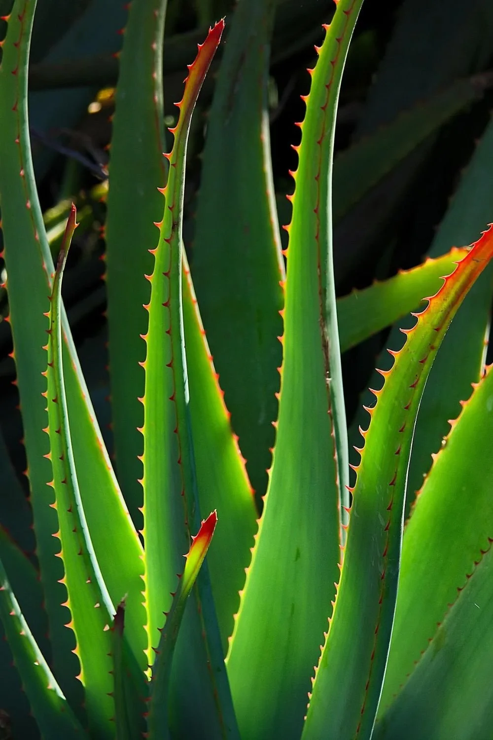 Close-up of green aloe Vera leaves with red-tipped spines.
