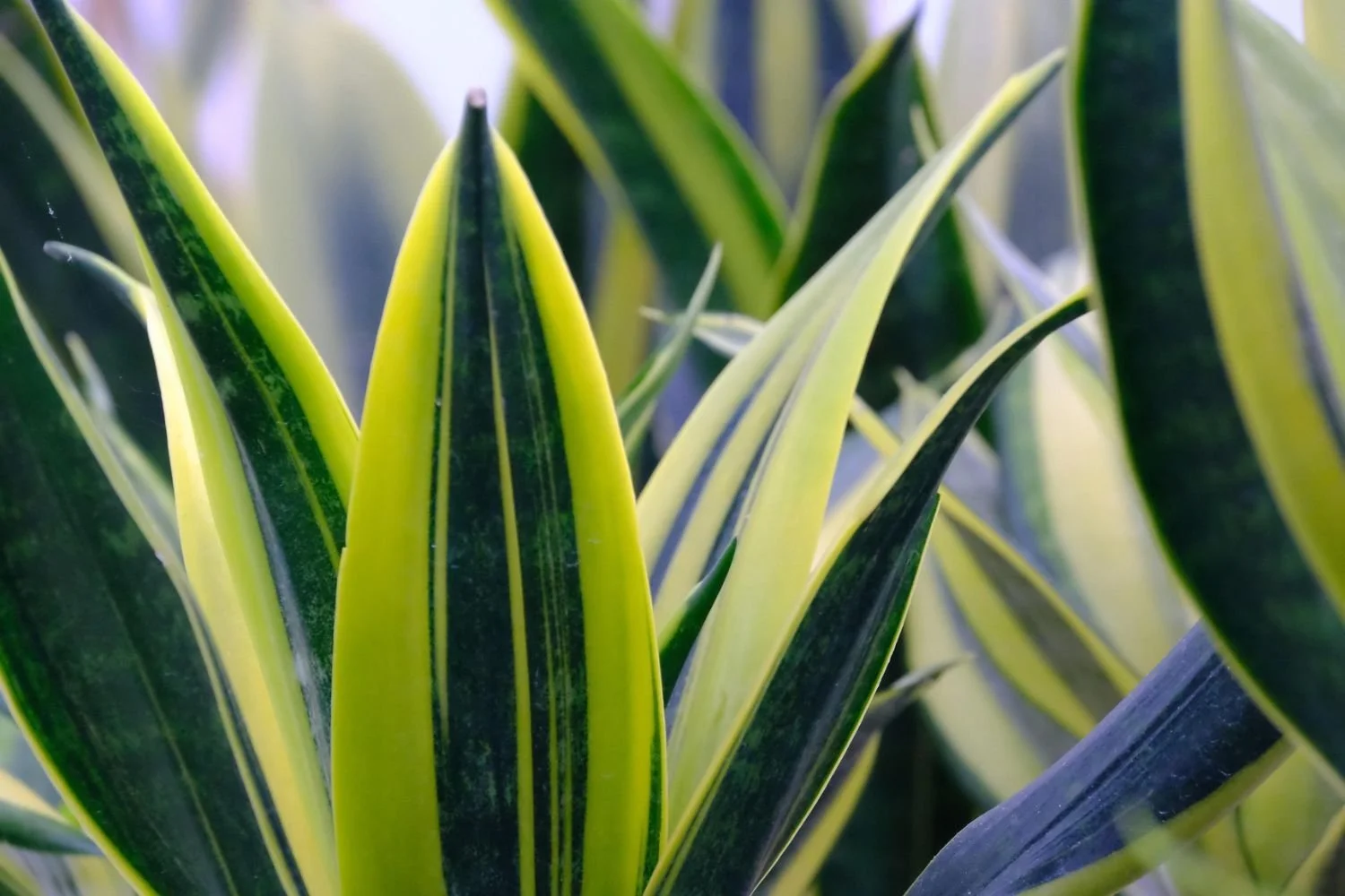 Close-up of green and yellow striped leaves of a snake plant (Sansevieria).