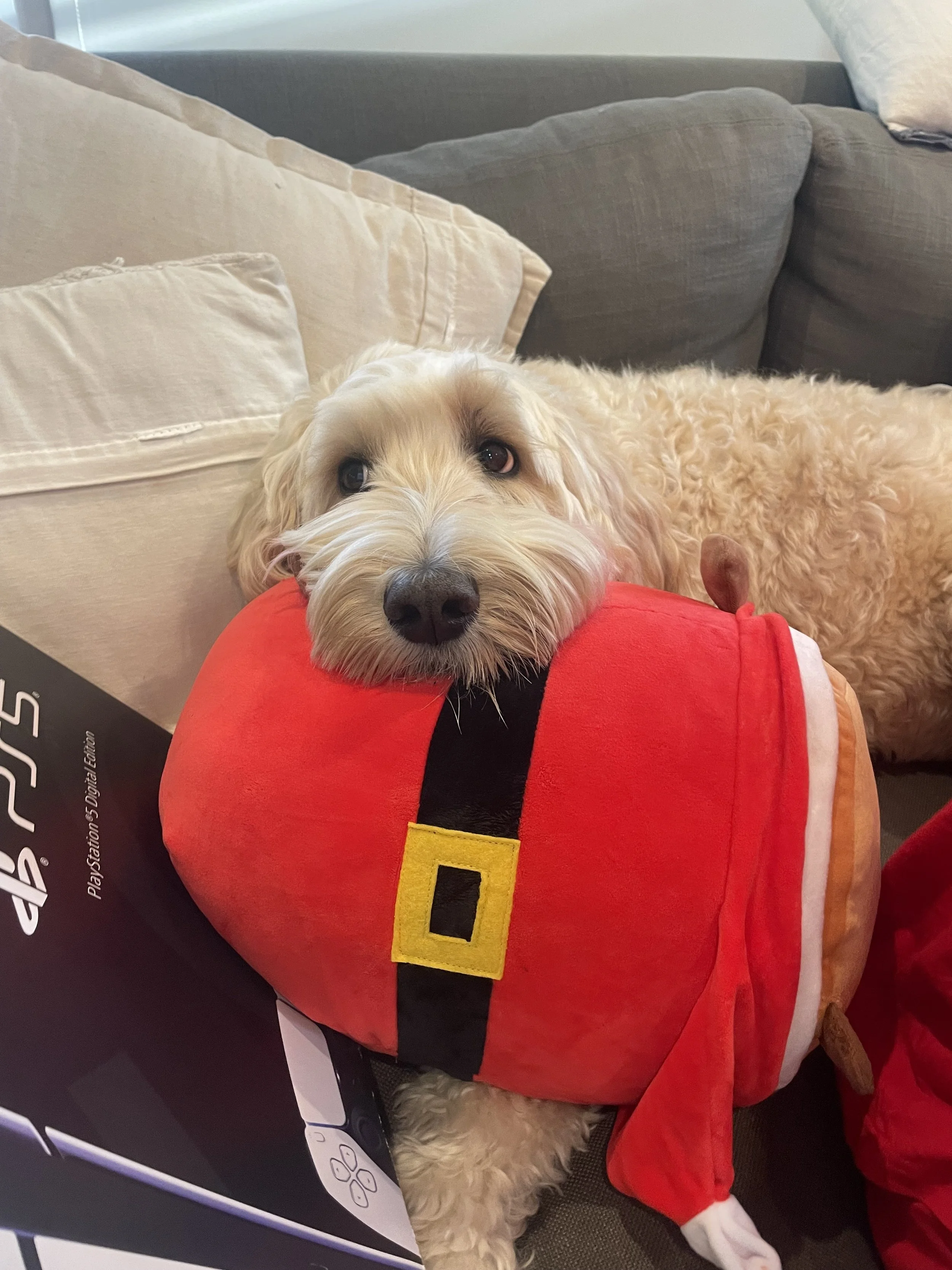 A dog dressed in a Santa costume resting on a gray couch.