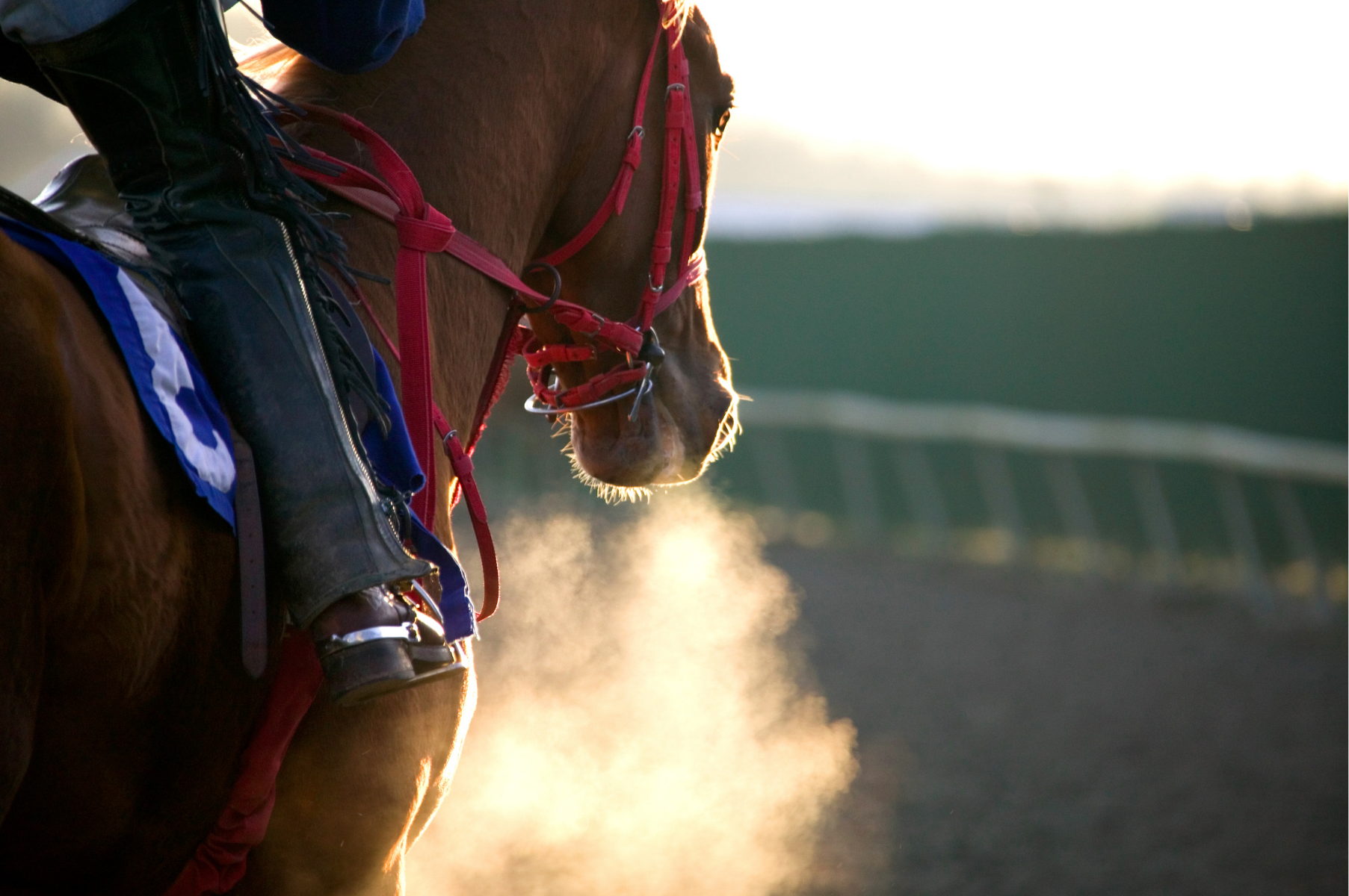 Close-up of a horse's head with red bridle and saddle, riding on a racetrack during sunset, with dust rising from the ground.