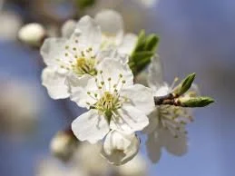 cherry plum.jpg