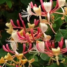 honeysuckle.jpg