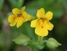 mimulus.jpg
