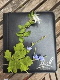Trtamiento integral con Flores de Bach