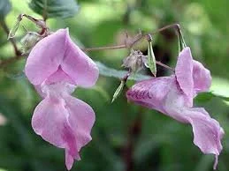 impatiens.jpg