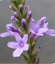vervain bis.jpg