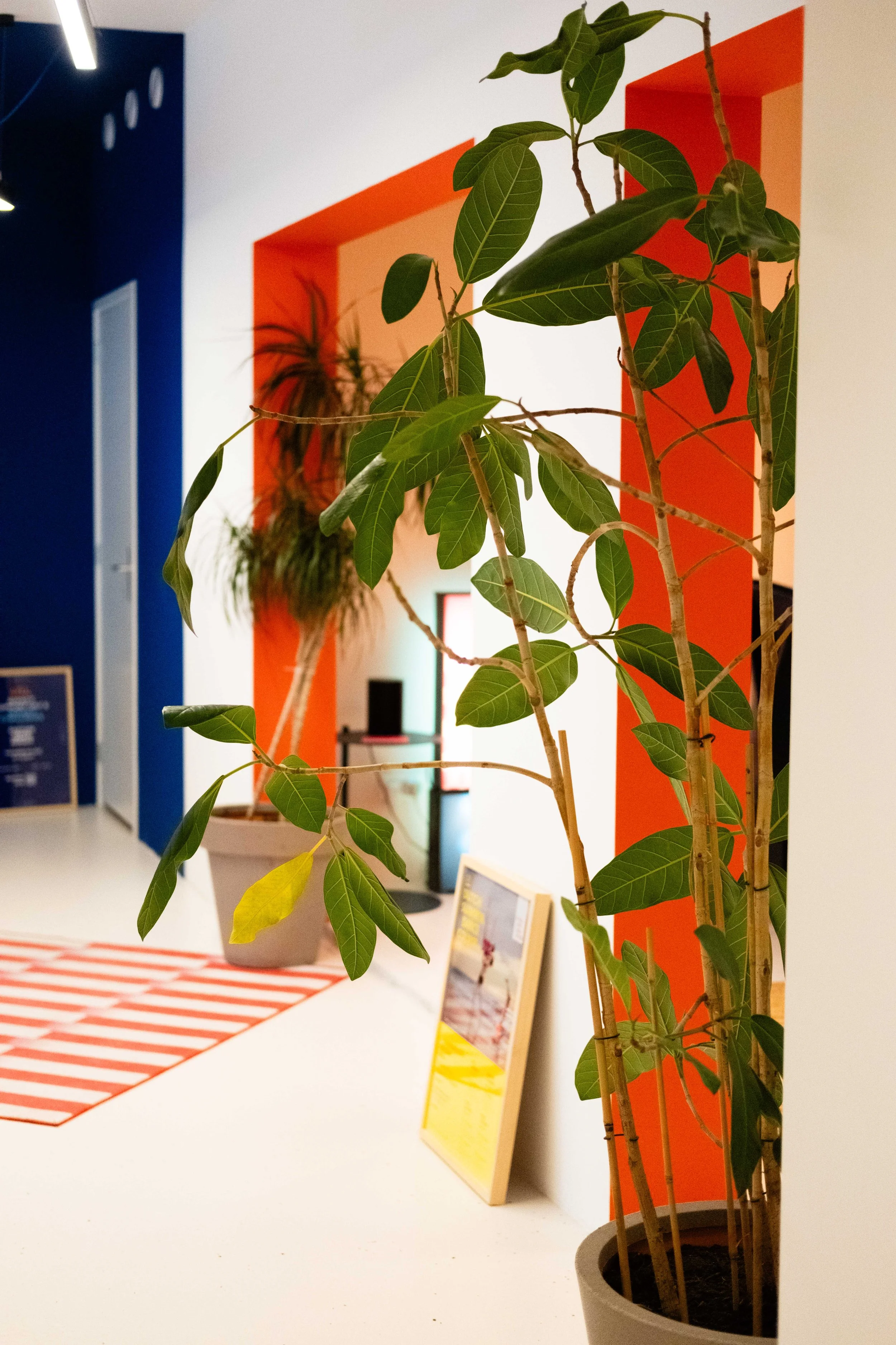 Binnenbeeld met groene plant in grijze pot op witte tafel, achtergrond met oranje en blauwe muren, inclusief een foto-standaard en een tafelkleed met rood-witte strepen.