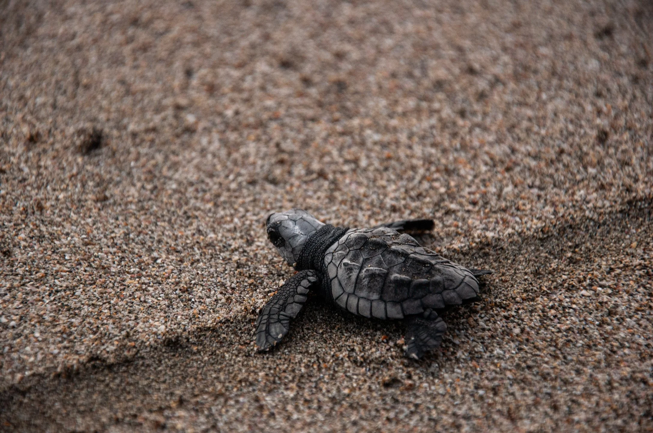 A baby sea turtle crawling on the sandy beach during sunrise, with the ocean and sun in the background.