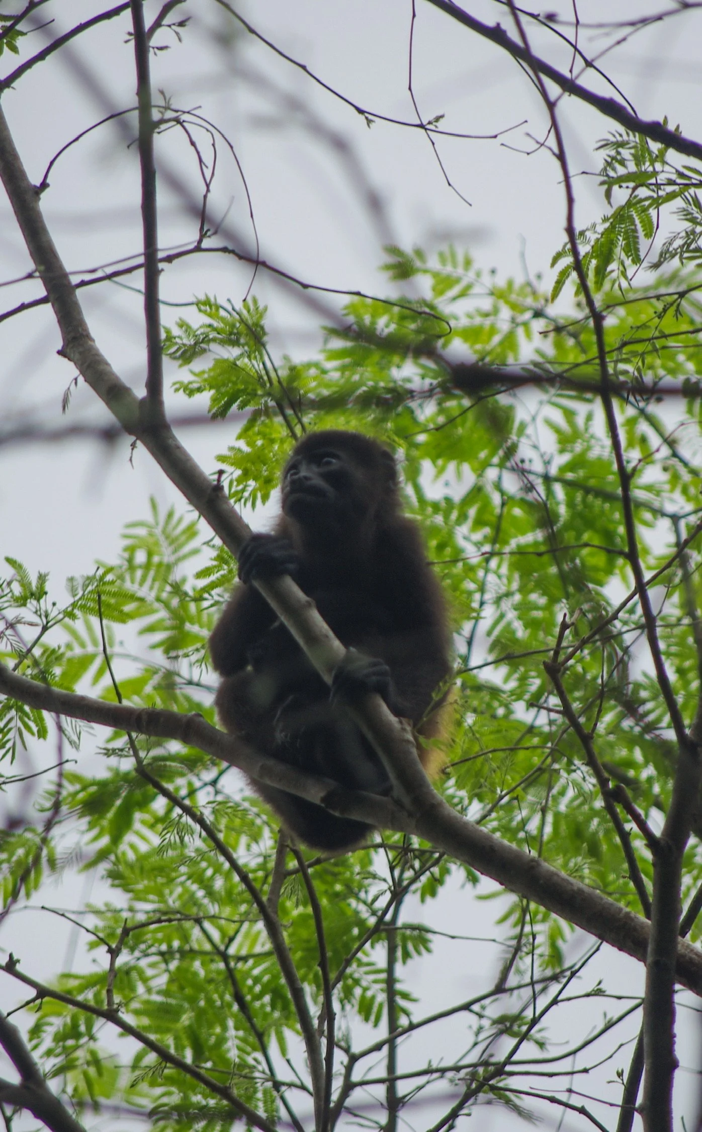 A close-up of a howler monkey with dark brown fur and expressive eyes, hiding among green leaves and branches in a tree during sunlight.