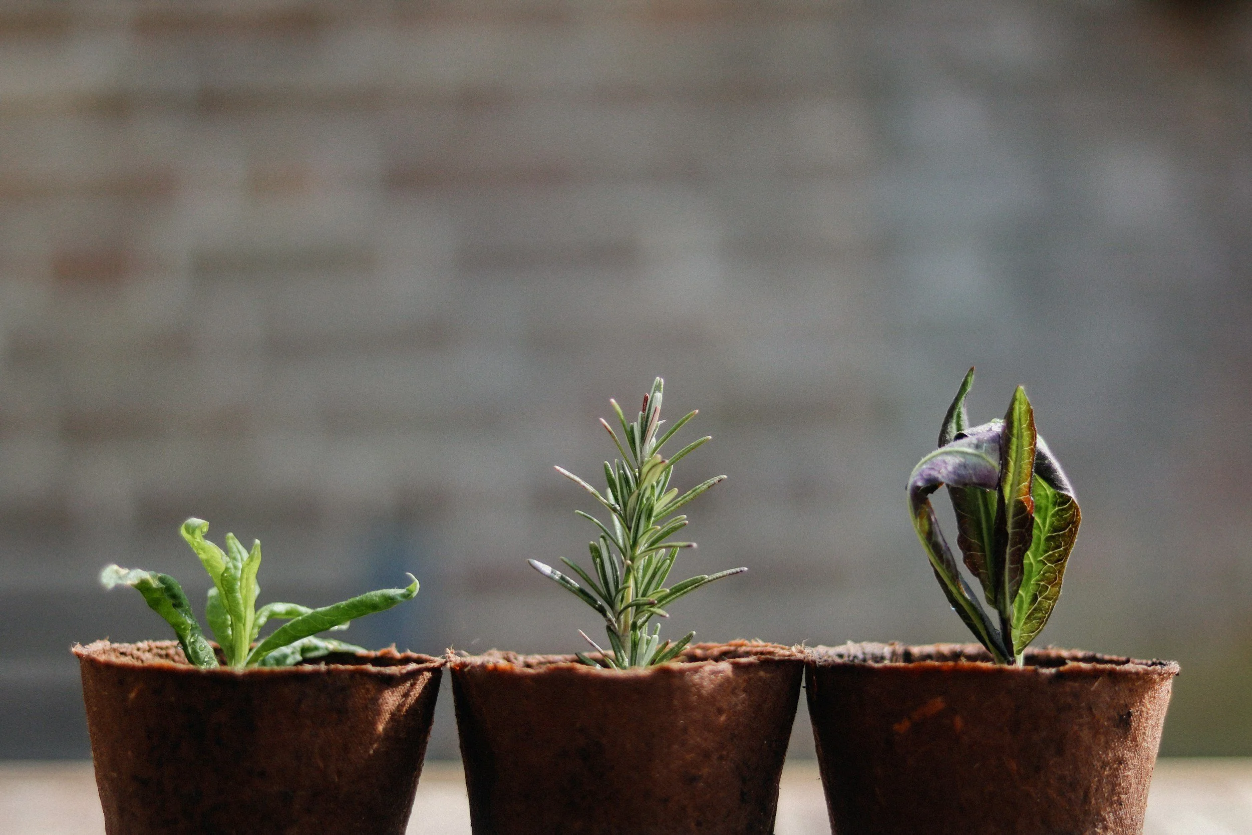 Three small flower pots with herbs growing: parsley, rosemary, and basil, against a blurred background.