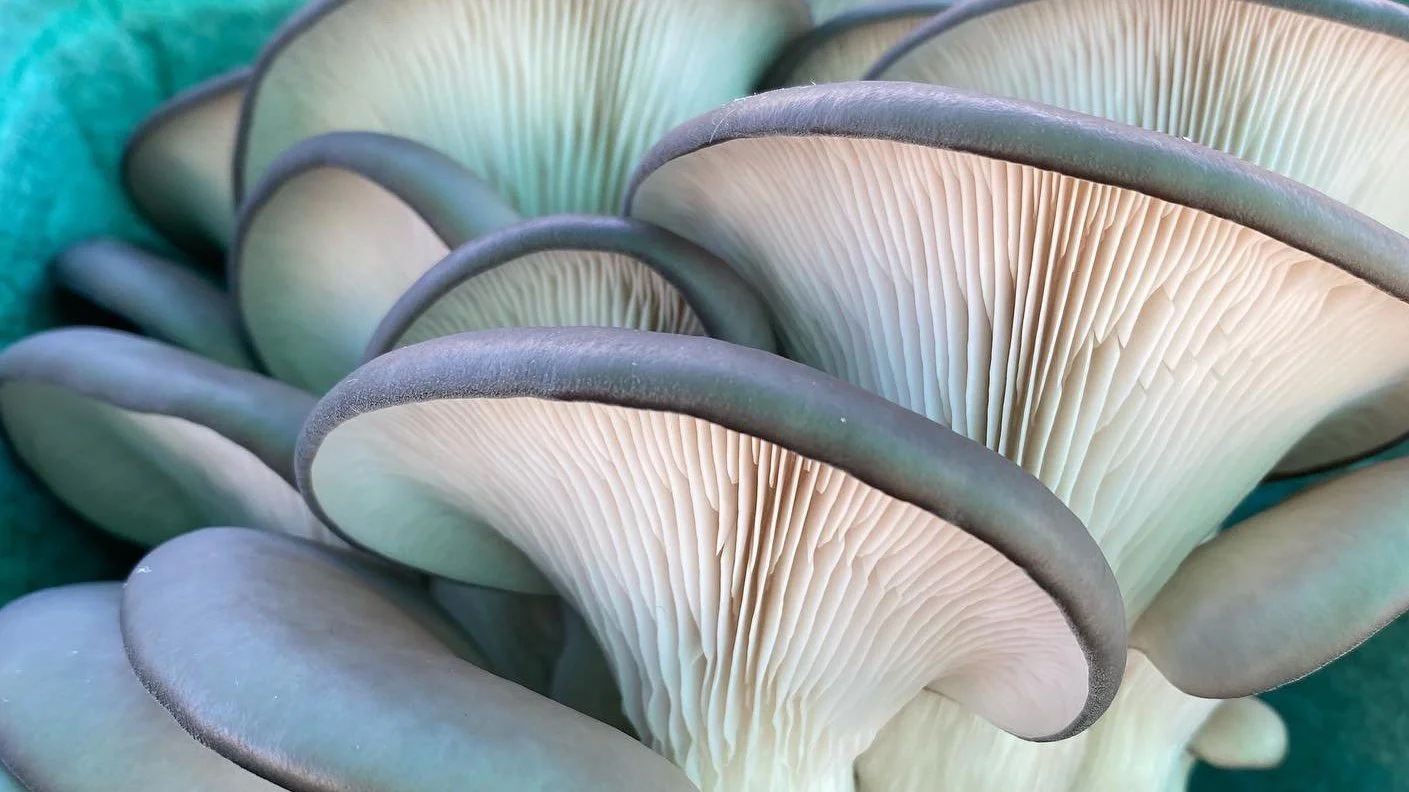 Lessons from Nature: Nurturing ourselves through connections.