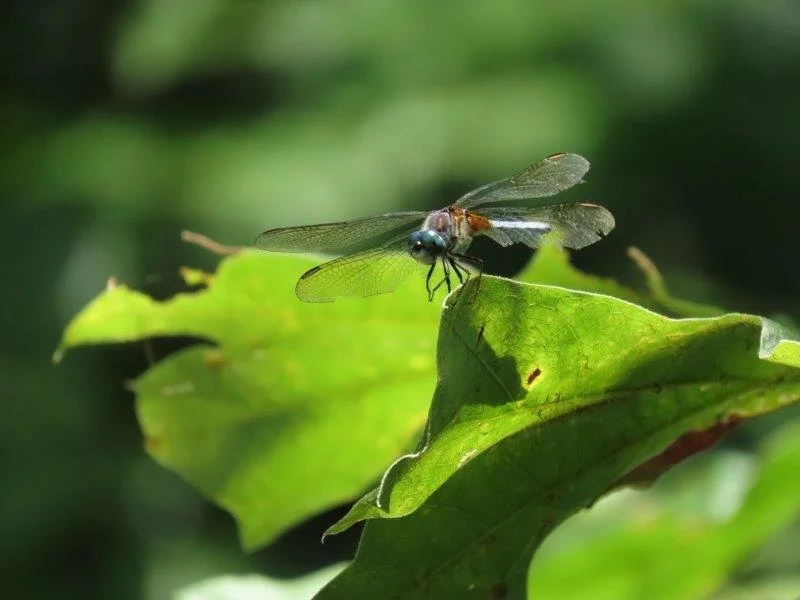 A dragonfly perched on a green leaf with a blurred green background.