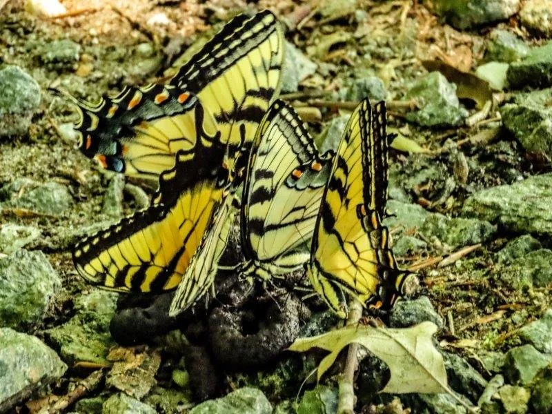 Group of yellow and black monarch butterflies gathered on the ground among rocks and leaves.