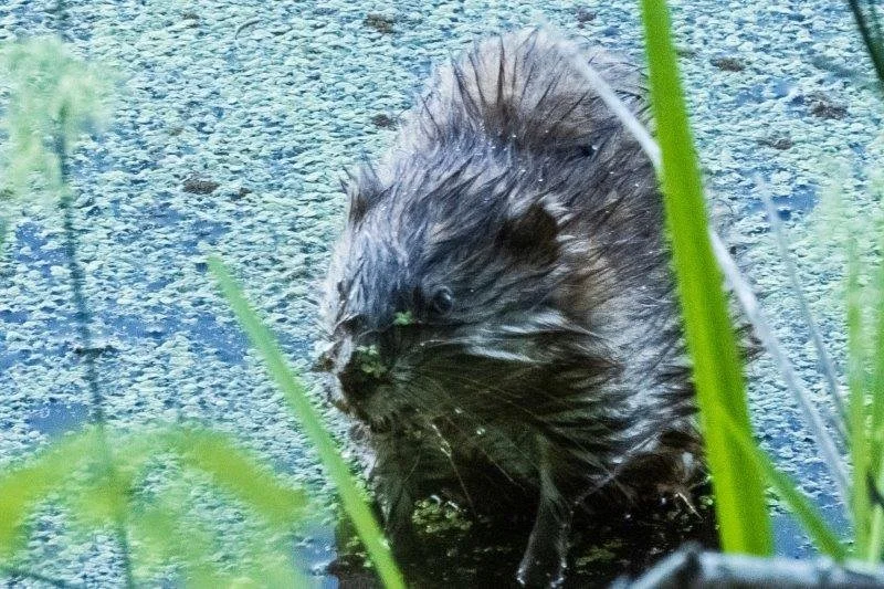 A beaver sitting in a pond surrounded by green plants and duckweed.