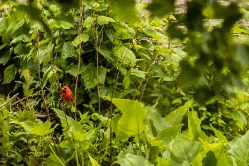 A small orange and black bird nestled among green leaves and vines in a dense jungle or forest.