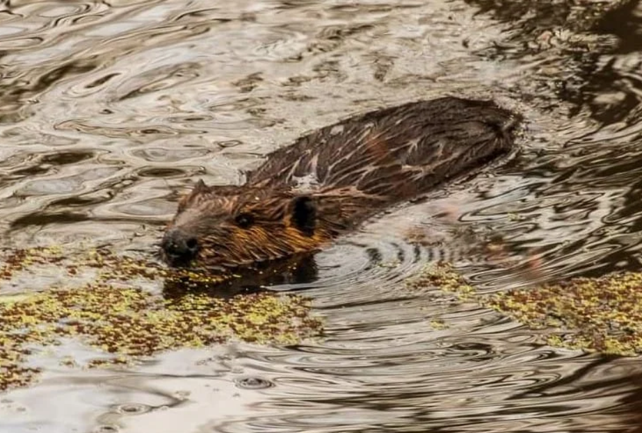 A beaver swimming in a pond with floating plants.