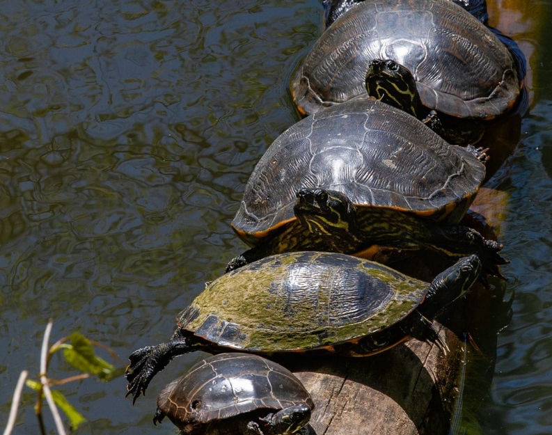 Five turtles basking on a log in a body of water.