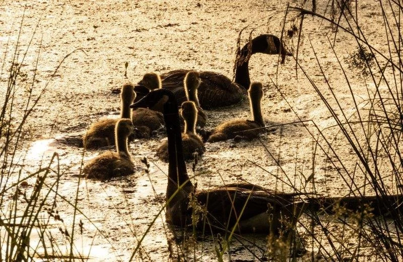 A family of swans swimming in a pond at sunset, surrounded by tall grasses.