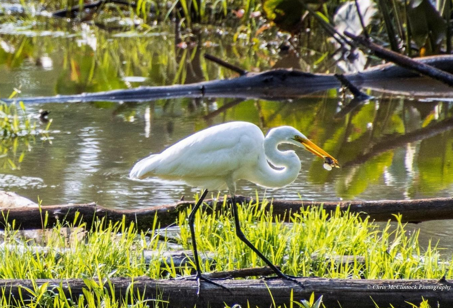 A white heron stands on the grassy edge of a pond, holding a small fish in its yellow beak, surrounded by water, plants, and fallen logs.