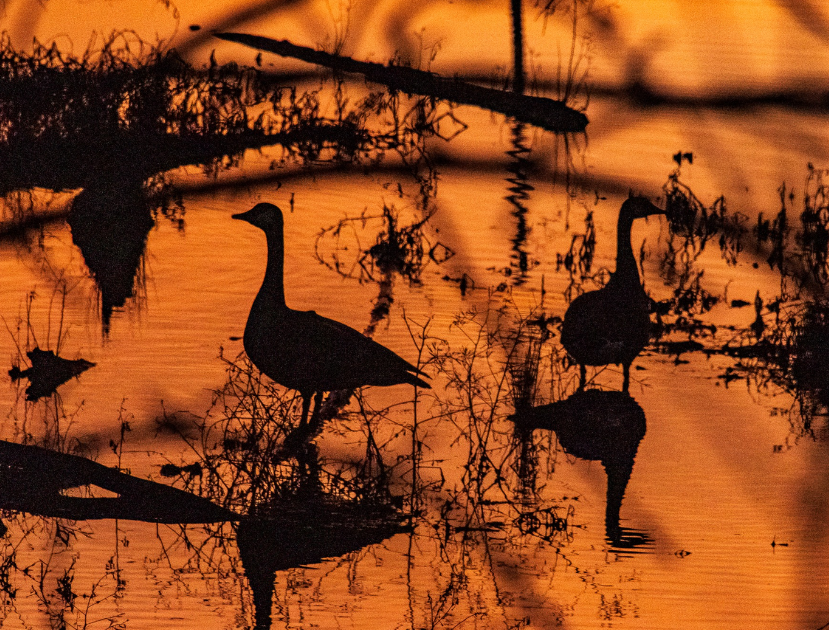 Silhouettes of ducks on water during sunset with reflections and tree branches.