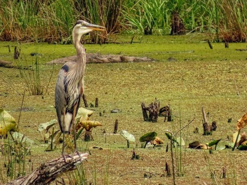 Heron standing in a swampy area with green algae, cattails, and dead branches.