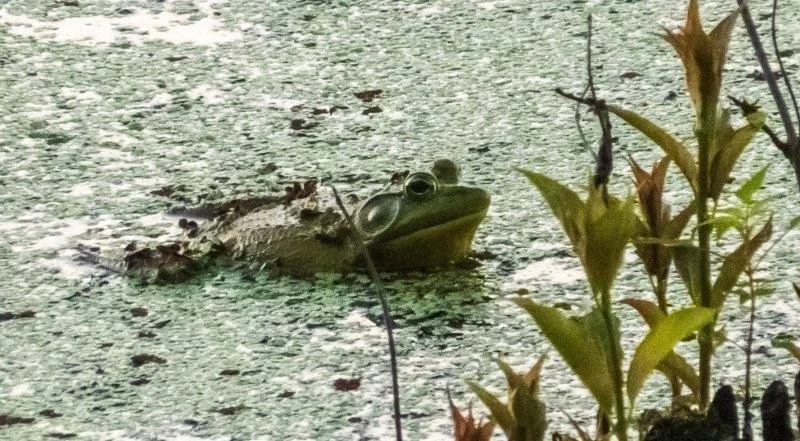 Frog sitting on water with aquatic plants and algae.