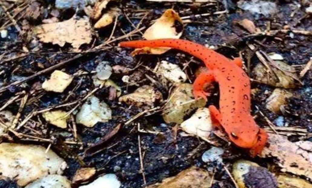 A red salamander with black spots on a forest floor among leaves and soil.