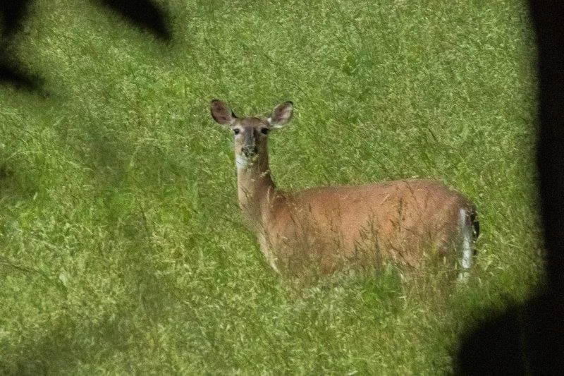 Deer lying in tall green grass at night, illuminated by a camera flash.