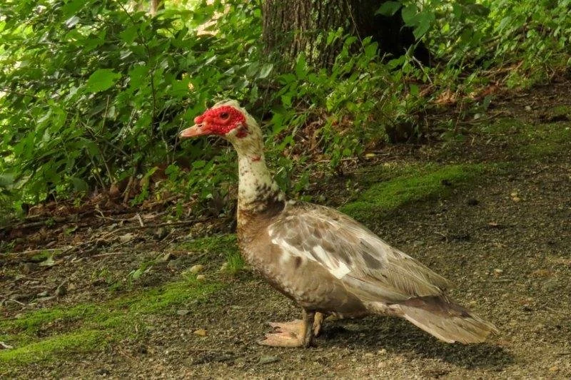 A Muscovy duck standing on a dirt path surrounded by green foliage.