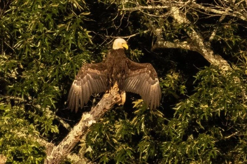 A bald eagle perched on a branch amidst green leaves at night.