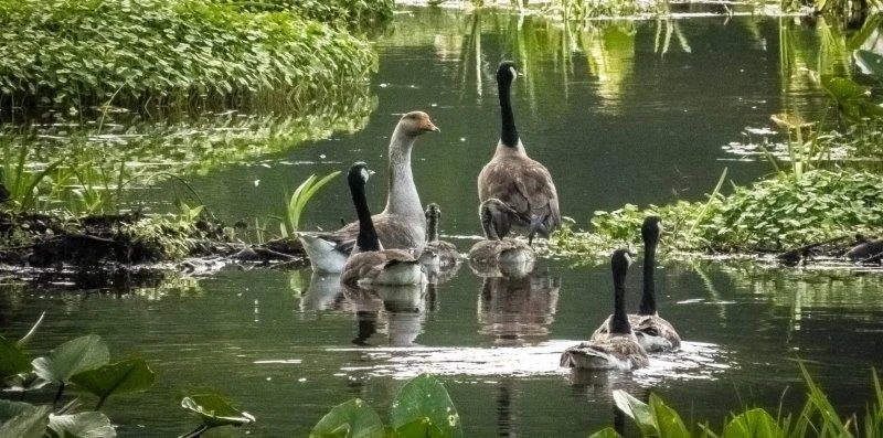 Six geese swimming in a pond surrounded by green plants and reeds.