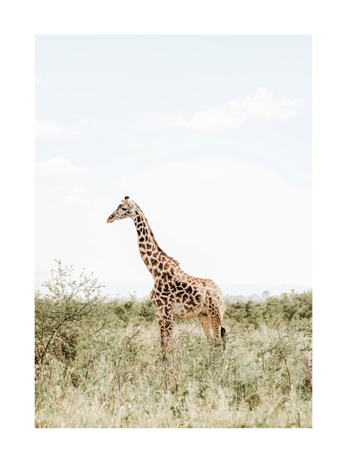 Giraffe standing peacefully in nature