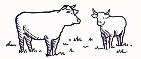Weideschuss