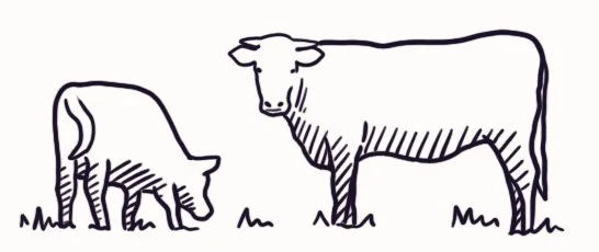 Rinderrasse: Deutsches Shorthorn